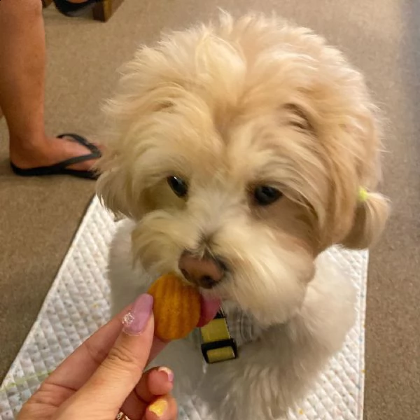 stupende maltese nano (()))