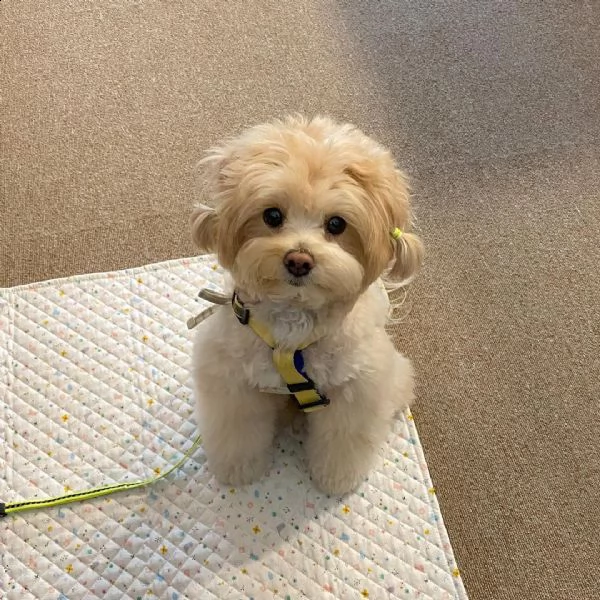 stupende maltese nano (())) | Foto 0