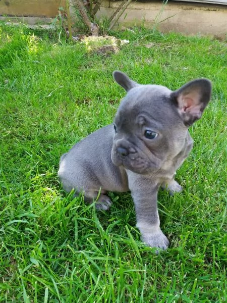 bulldog francese
