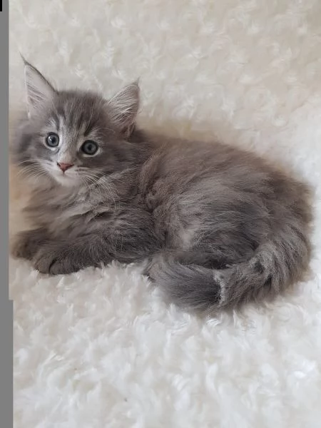 cuccioli di norvegese delle foreste