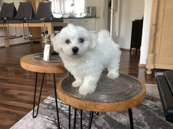 cuccioletti di maltese toy | Foto 0