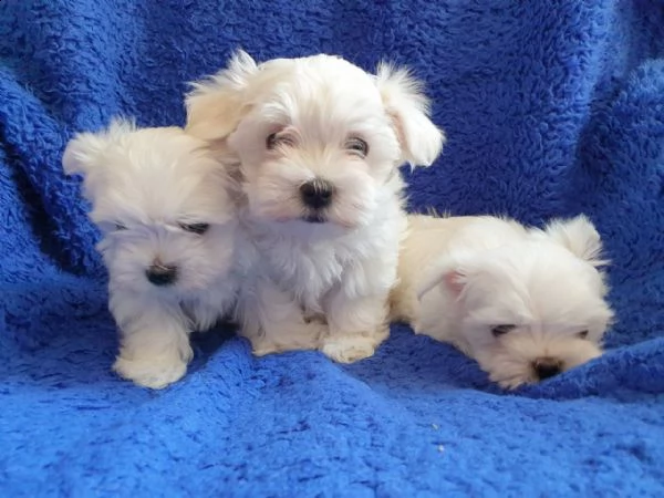 i cuccioli maltesi sono preparati per il mercato. | Foto 1