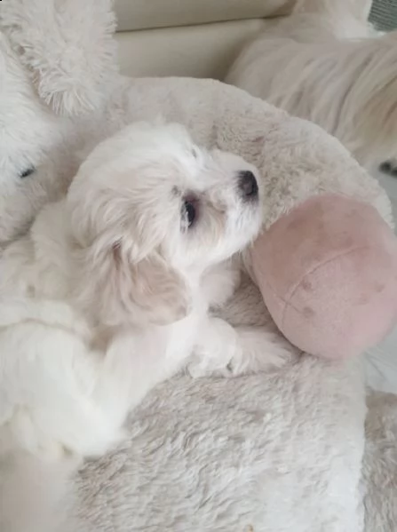 cuccioli maltesi eccezionali e adorabili preparati per te | Foto 1