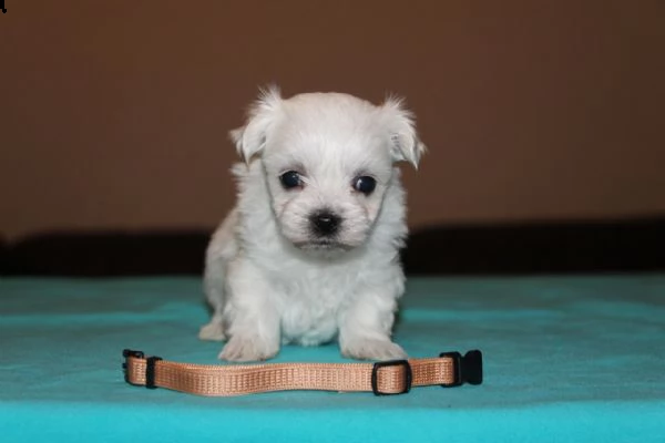 cuccioli maltesi eccezionali e adorabili preparati per te | Foto 0