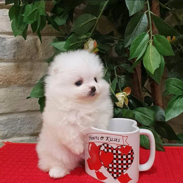  cuccioli di spitz di pomerania 