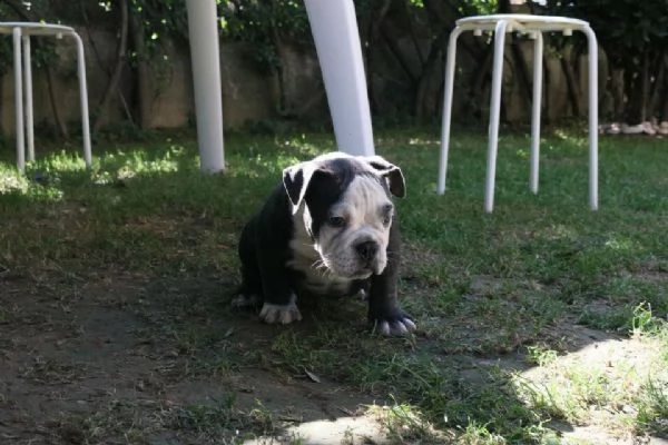  femmina 3 mesi american bully 