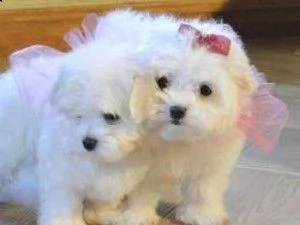 bellissimi cuccioli di maltese  1 maschio e 1 femmina