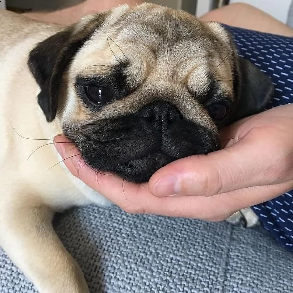 cuccioli carlino mini | Foto 0