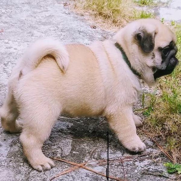 cuccioli carlino  | Foto 0