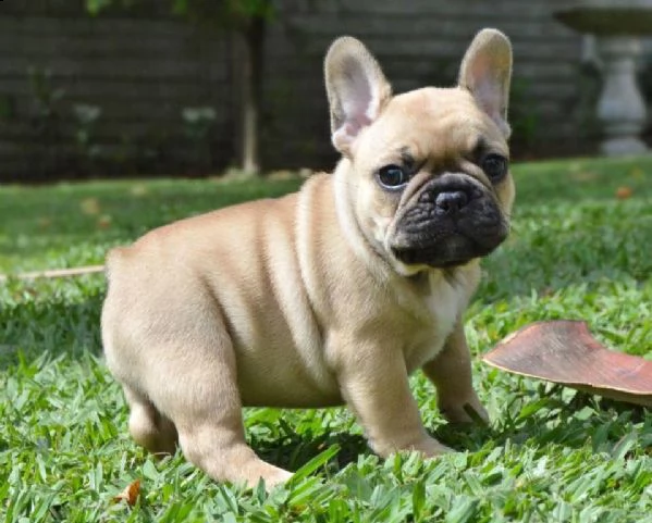 regalo  cuccioli bulldog francese con pedigree   disponibili 4 cuccioli di bulldog francese di , cre