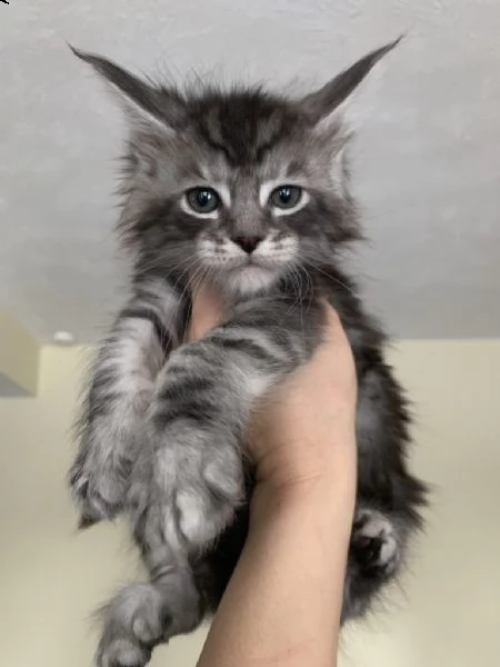 regalo maine coon gattini disponibili  in allevamento riconosciuto anfi sono disponibili due cucciol