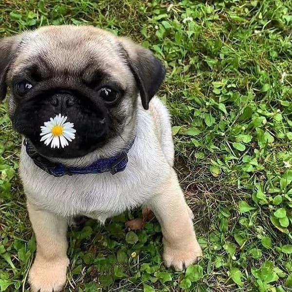 cuccioli carlino | Foto 0