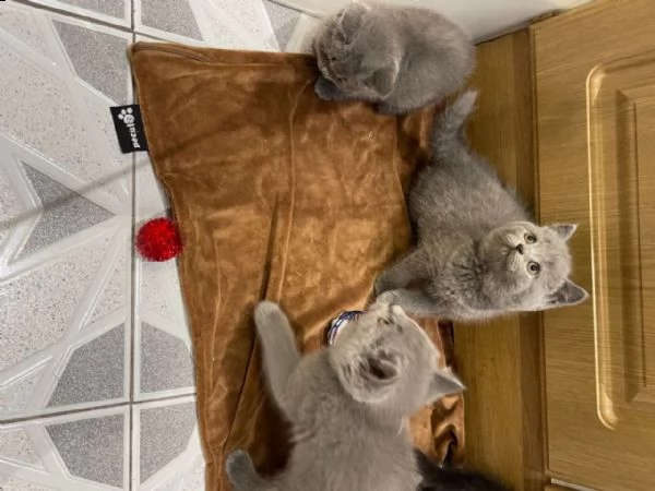 gattini britannici a pelo corto | Foto 0
