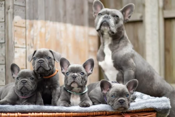 cuccioli di bulldog francese blu