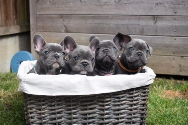 cuccioli di bulldog francese blu | Foto 0