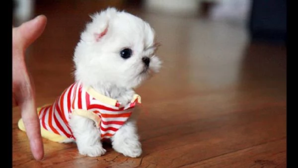 cuccioli maltese (()))