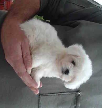 cuccioli barboncino toy