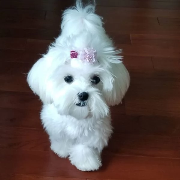  regalo maltese | Foto 0