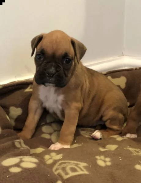 boxer cuccioli