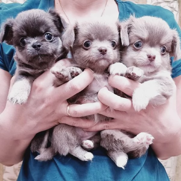 3 chihuahua di cuccioli