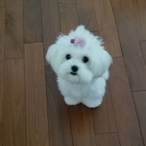 cuccioli maltese toy..