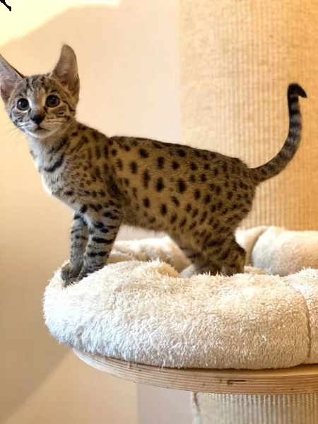 savannah f5 gattini savannah