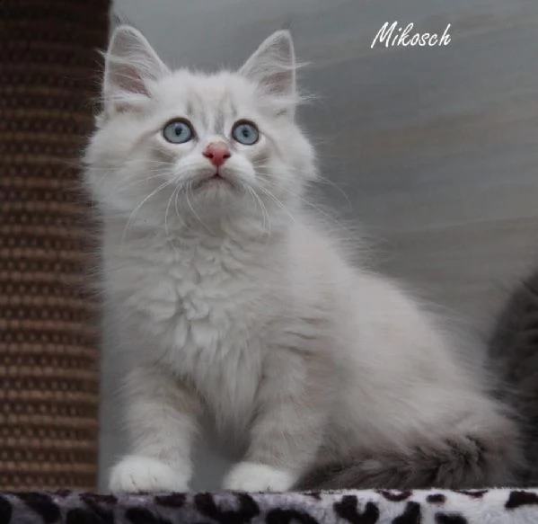  cuccioli di gatto siberiano con pedigree