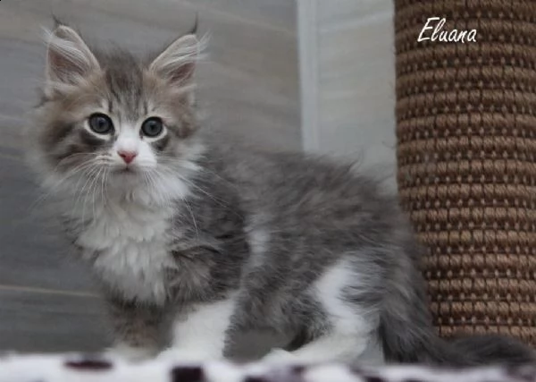  cuccioli di gatto siberiano con pedigree | Foto 0