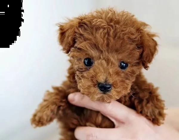 cuccioli barboncino toy | Foto 0