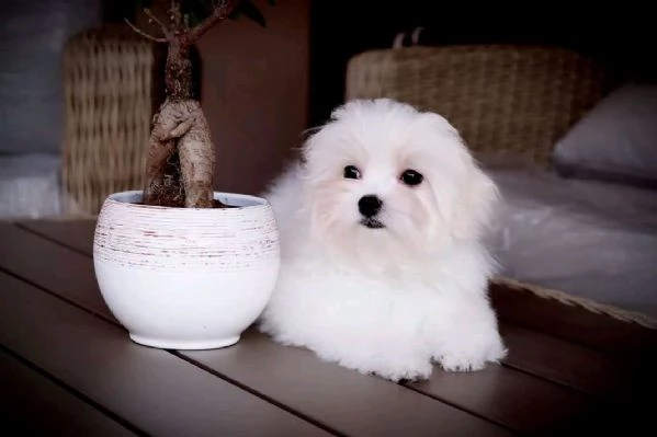 uccioli di maltese toy 
