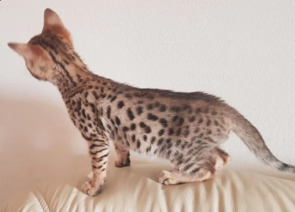 gattina femmina f6 savannah | Foto 2