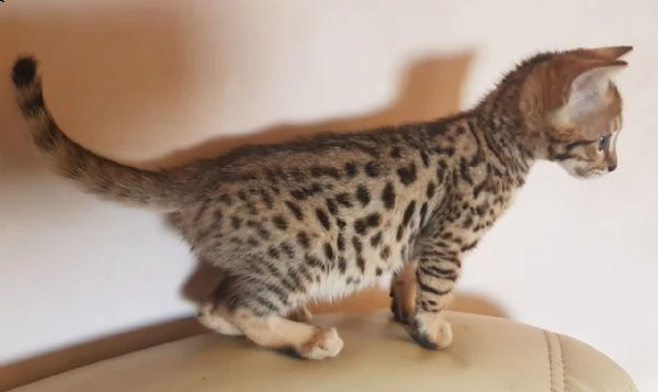 gattina femmina f6 savannah | Foto 1