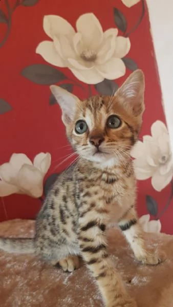 gattina femmina f6 savannah | Foto 0