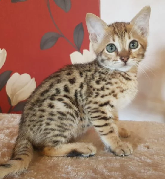 gattina femmina f6 savannah