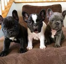 bellissimi cuccioli di bulldog francese 