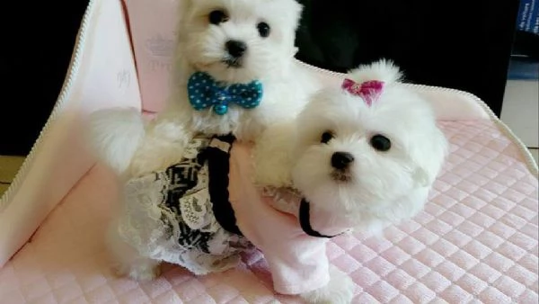  maltese mini toy 