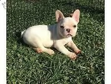 bellissimi cuccioli di bulldog frances