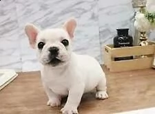 bulldog frances disponibili