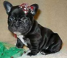 bianco e neri cuccioli di bulldog frances