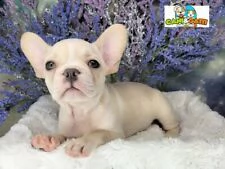 molto belli cuccioli di bulldog frances