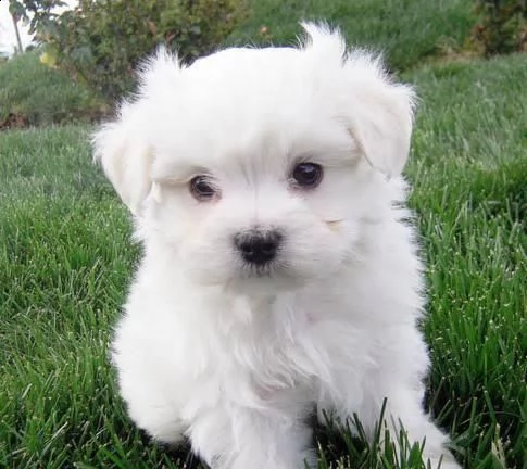 regalo cuccioli maltese toy