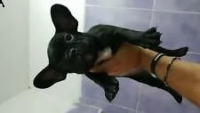 cucciolotti di bulldog frances