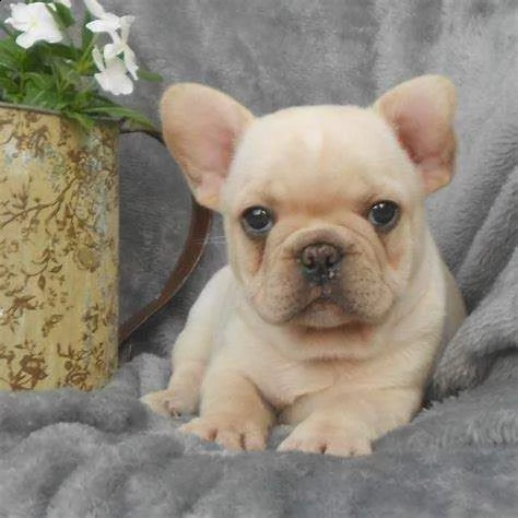 bulldog francese di 90 giorni