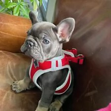 maschio e femmina cuccioli bulldog francese.