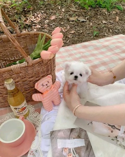 regalo maltese toy maschio e femmina