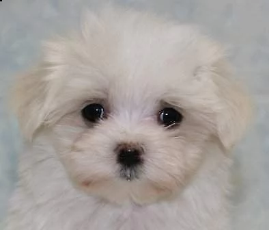bellissimi cuccioli di maltese taglia piccola