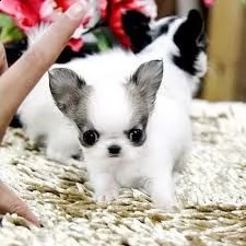 cuccioli di chihuahua in adozione