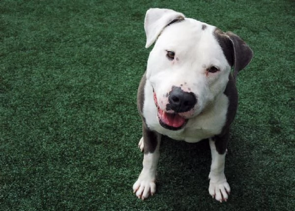 regalo bellissimi maschi e femmine pitbull cuccioli