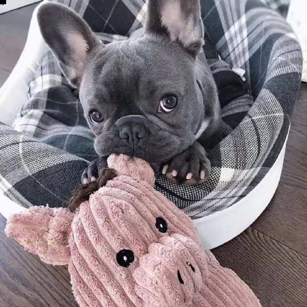 adorabili cuccioli francesi | Foto 2