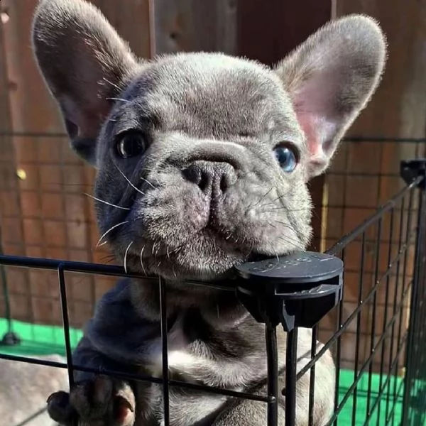 adorabili cuccioli francesi | Foto 1